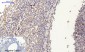 Connexin 43 Polyclonal Antibody